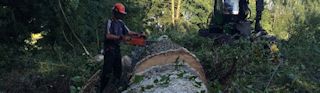 Wind Fall Tree Removal