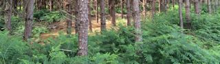 Woodland Management